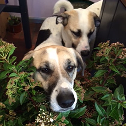 Two four legged rascals invade the flower shop.
