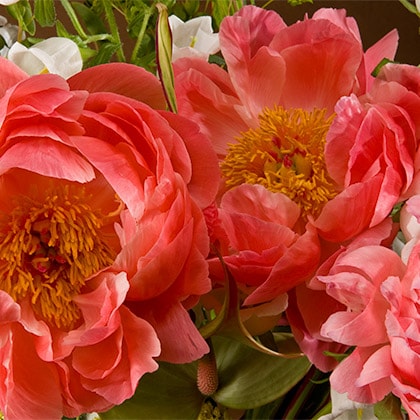 Coral charm peonies are always a show stopper.