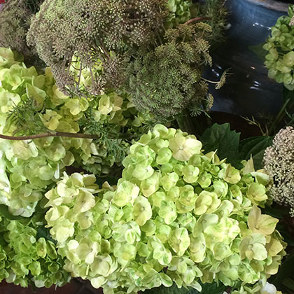 Green hydrangea and Queen Anne&rsquo;s Lase.