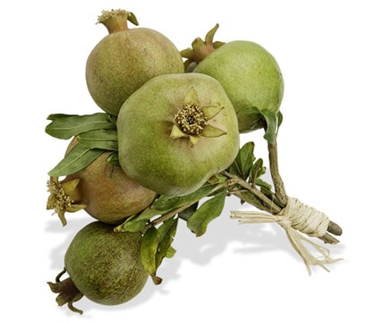 A bunch of miniature green pomegranates tied with jute are always a favorite and only available for the shortest period of time before they mature.