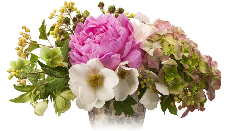 Small footed silver compote with peonies, hydrangea, hellebore, viburnum berries and single petal roses is the perfect centerpiece for any ocassion.