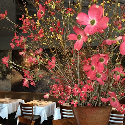 A wonderful arrangement of Spring dogwood in a hammered copper vase to celebrate Spring at Oliveto Cafe and Restaurant in Oakland, California.