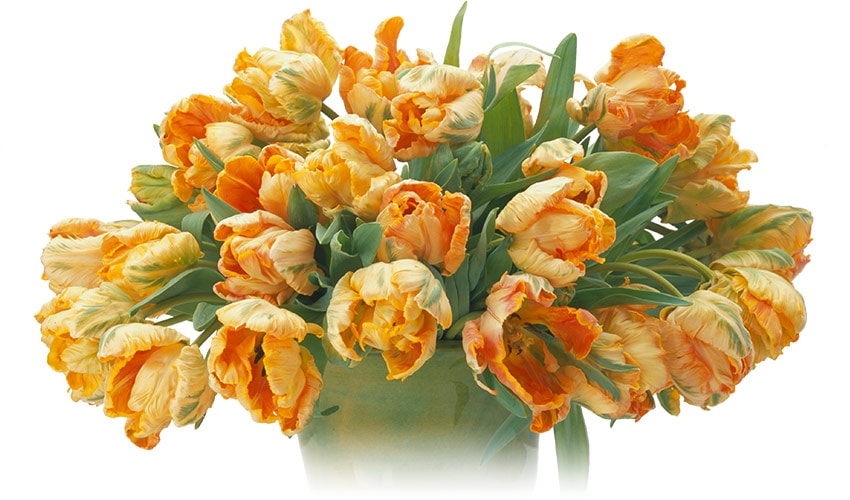 Orange parrot tulips in a green Aletha Soule ceramic vase.