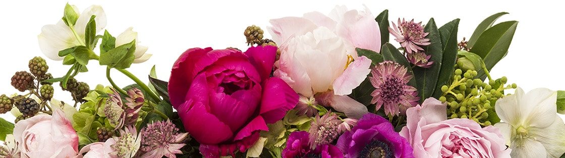 A beautiful centerpiece just right for the table with peonies, roses, hellebore, blackberries and previt in a rectangular container.