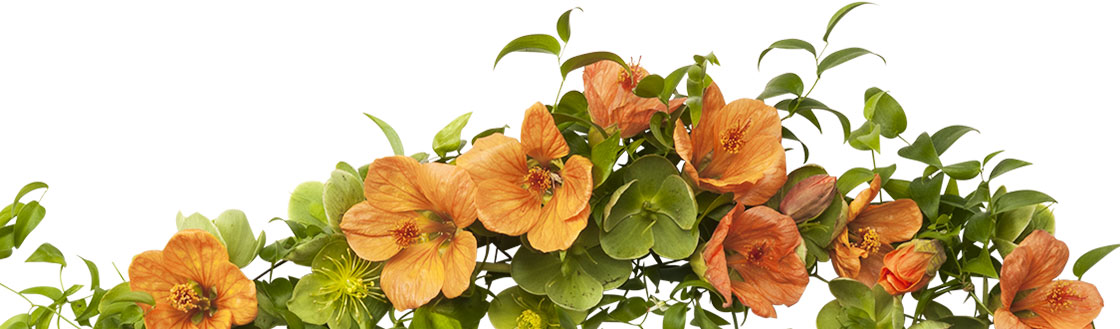 A natural garland of orange abution, green hellebore and ruscus greenery graces the page.
